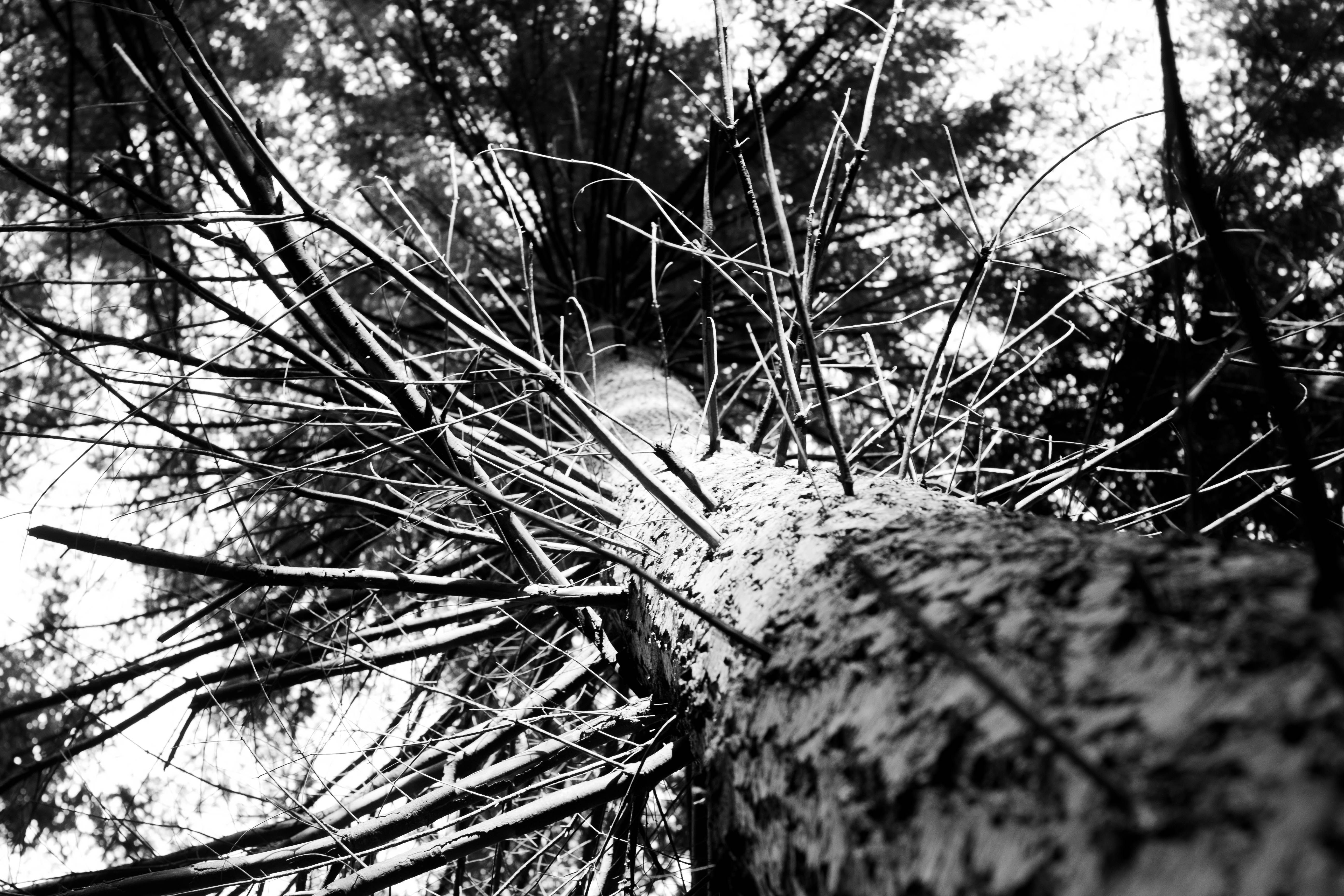 Nature 3